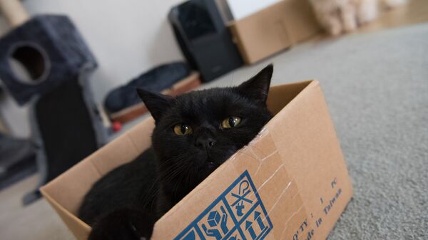 Котокафе  - Sputnik Қазақстан