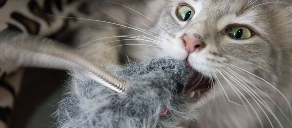 Котокафе Котокафе - Sputnik Казахстан