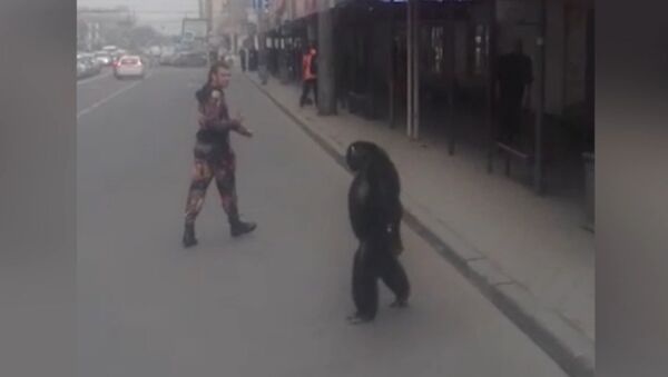 Шимпанзе сбежал из гастролирующего цирка в Краснодаре - Sputnik Казахстан