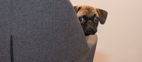 Мопс - Sputnik Казахстан