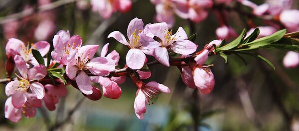 В Алматы зацвела японская сакура - Sputnik Казахстан