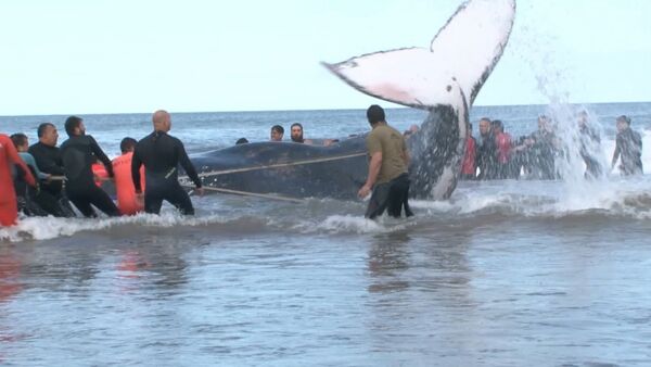 Аргентинада жағаға шығып қалған кит құтқарылды - Sputnik Қазақстан