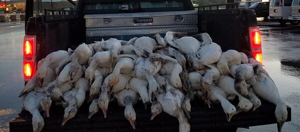 Мертвые гуси в штате Айдахо - Sputnik Казахстан