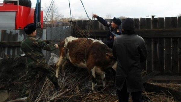 Вызволение коровы из колодца - Sputnik Казахстан