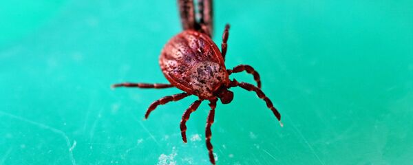 кене - Sputnik Қазақстан