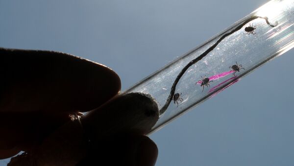 Исследование клещей в паразитологической лаборатории - Sputnik Казахстан