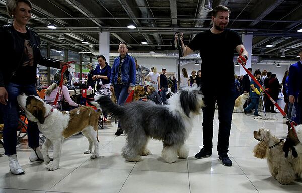 Выставка собак - Sputnik Казахстан
