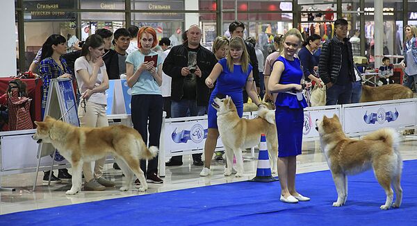 Выставка собак - Sputnik Казахстан