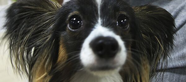 Выставка собак Выставка собак - Sputnik Казахстан