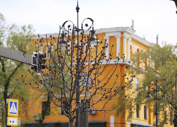 Впервые в Алматы на реконструированной улице Панфилова зацвели  декоративные яблони и сирень - Sputnik Казахстан