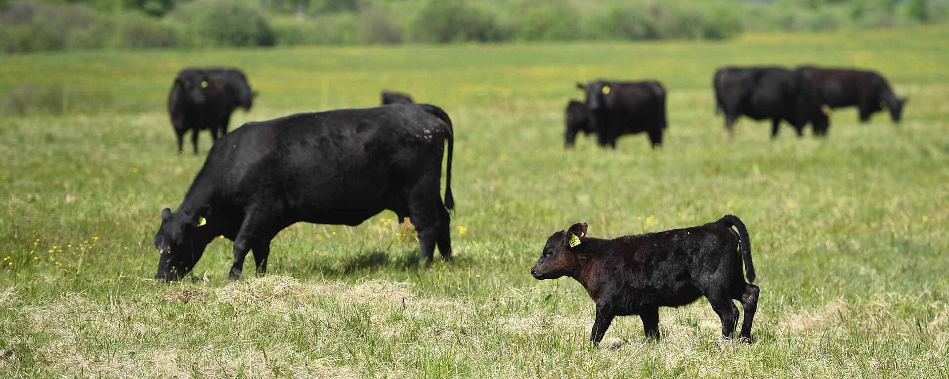 Коровы, архивное фото - Sputnik Казахстан, 1920, 19.05.2022