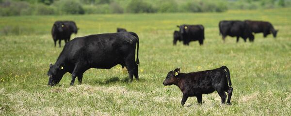 Коровы, архивное фото Коровы, архивное фото - Sputnik Казахстан