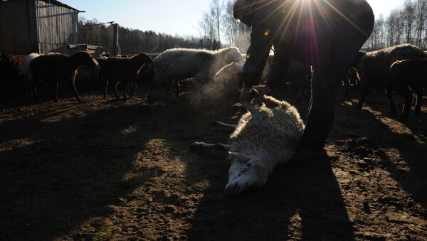 Забой скота, архивное фото - Sputnik Казахстан