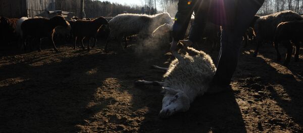 Забой скота, архивное фото Забой скота, архивное фото - Sputnik Казахстан