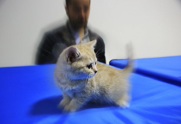 Международная выставка кошек - Sputnik Казахстан