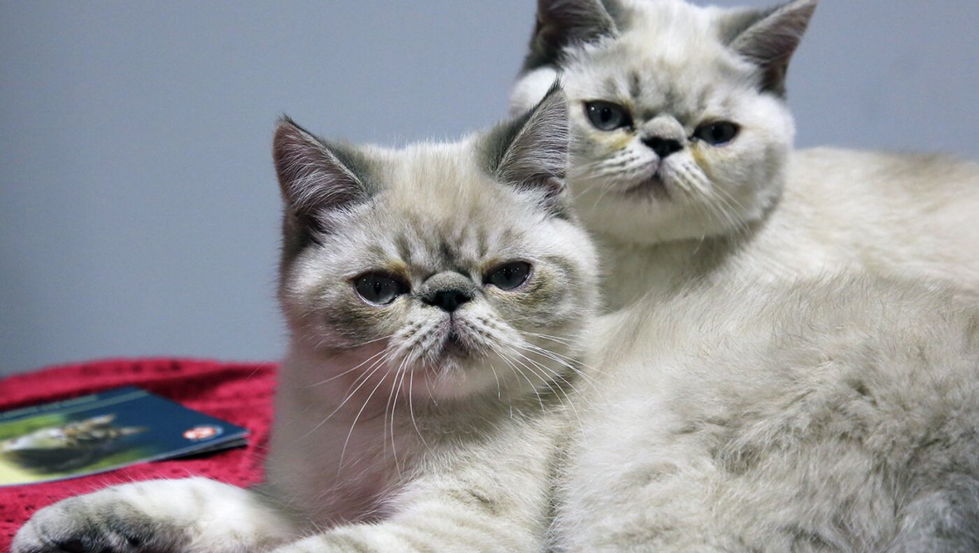 Ұйықтап жатқан мысықты жалайды