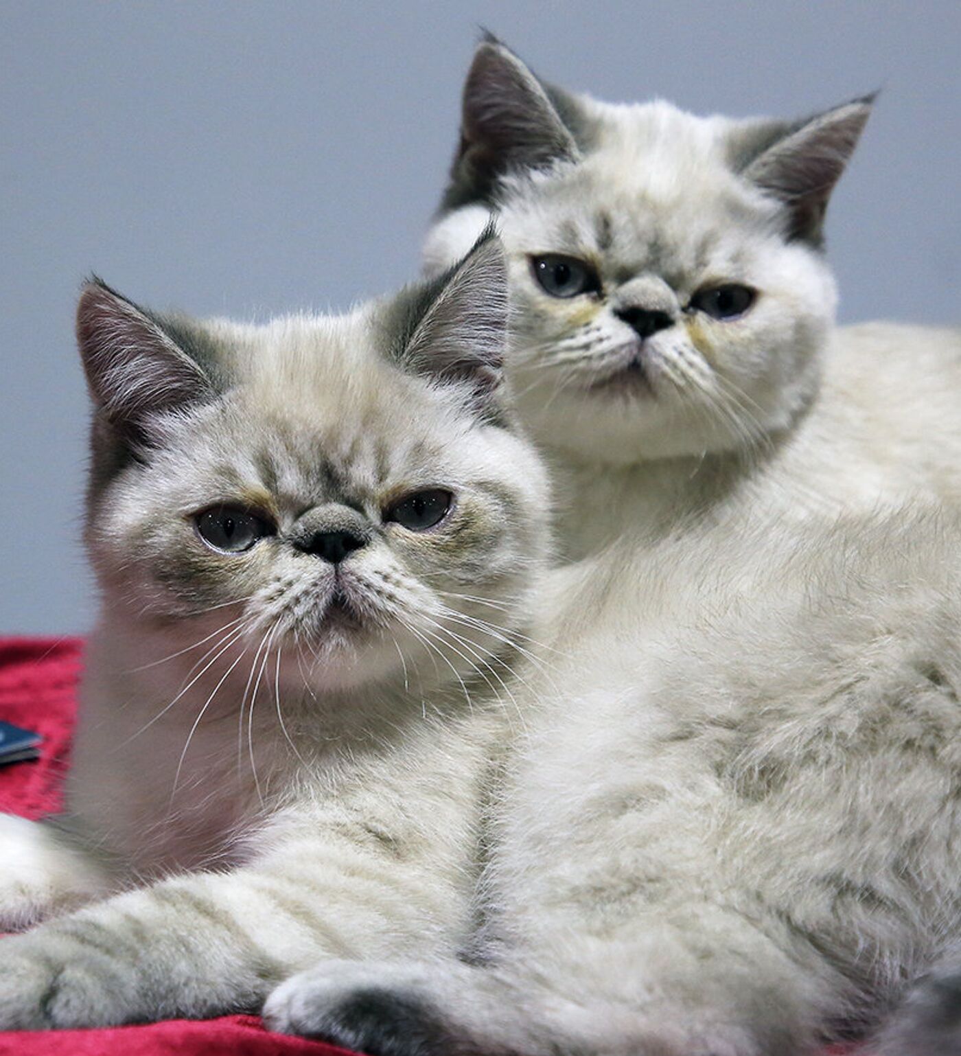 Қой секс ойыны