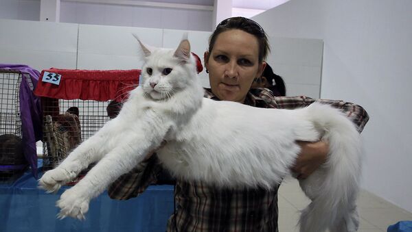Международная выставка кошек - Sputnik Казахстан