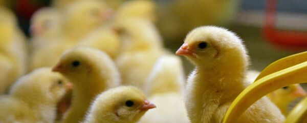 Цыплята - Sputnik Казахстан