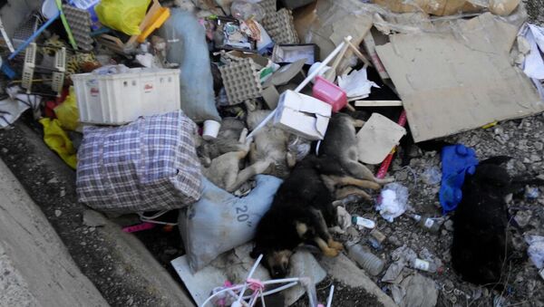 Мертвые собаки на стихийной свалке в Уральске - Sputnik Казахстан