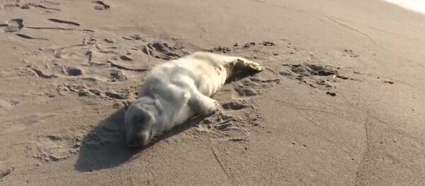 Раненого детеныша тюленя спасли под Калининградом - Sputnik Казахстан