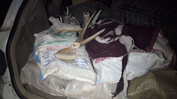 Полный багажник оленьих рогов обнаружили алматинские полицейские - Sputnik Казахстан