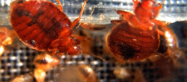 Постельные клопы, архивное фото - Sputnik Казахстан