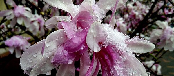 Магнолии в снегу - Sputnik Казахстан