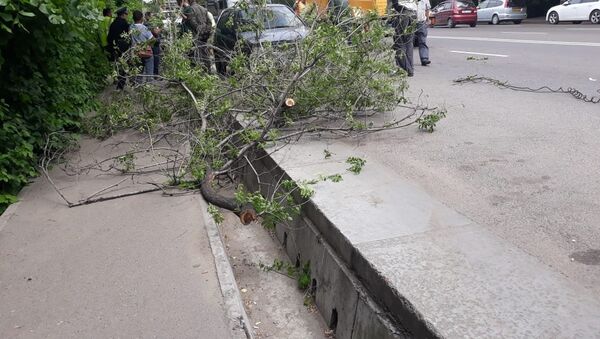 Деревья упали на прохожего и припаркованный автомобиль  - Sputnik Қазақстан