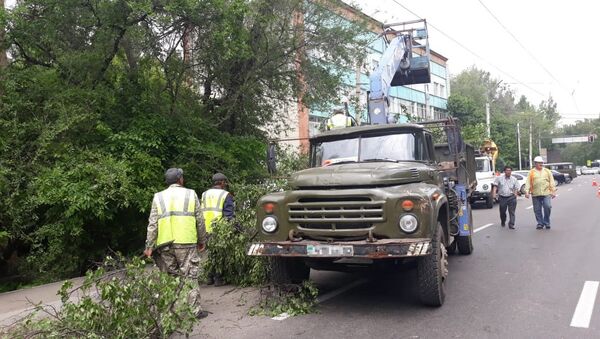 Деревья упали на прохожего и припаркованный автомобиль - Sputnik Казахстан