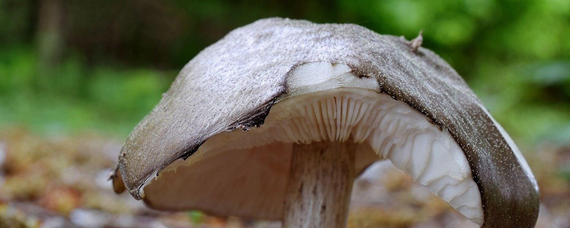 Грибы - Sputnik Қазақстан, 1920, 25.03.2025