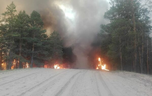 Лесной пожар в Семее - Sputnik Казахстан