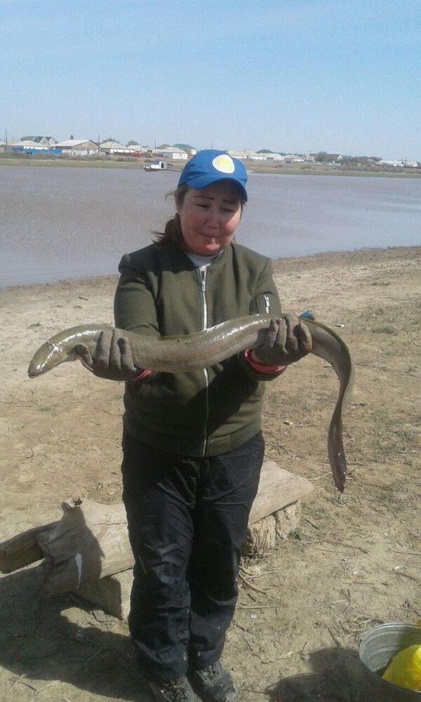 Диковинную рыбу выловили в реке в Атырау - Sputnik Казахстан