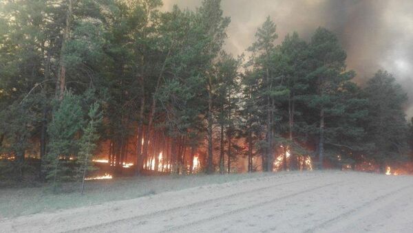 В Краснокардонском лесничестве продолжается тушение лесного пожара - Sputnik Казахстан