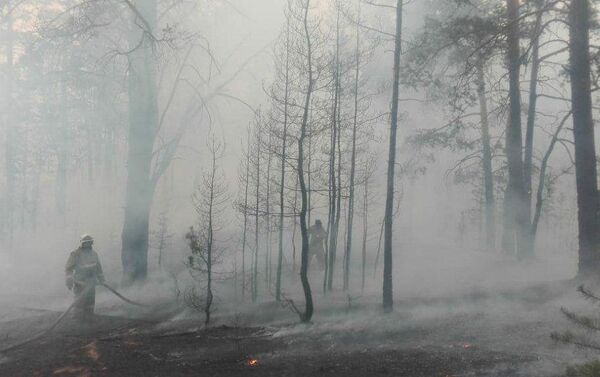 В Краснокардонском лесничестве продолжается тушение лесного пожара - Sputnik Казахстан