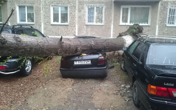 Дерево придавило автомобили во время урагана в Петропавловске - Sputnik Казахстан