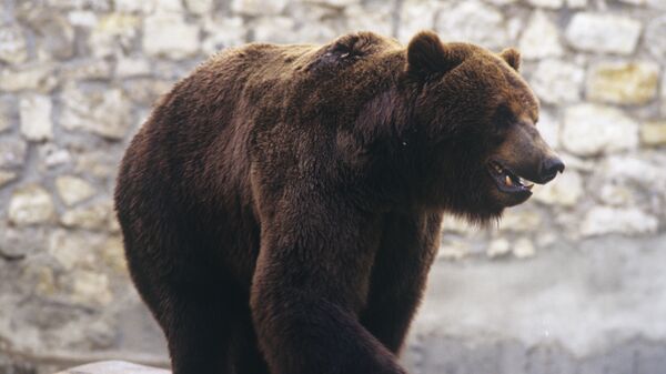 Бурый медведь. Архивное фото - Sputnik Казахстан