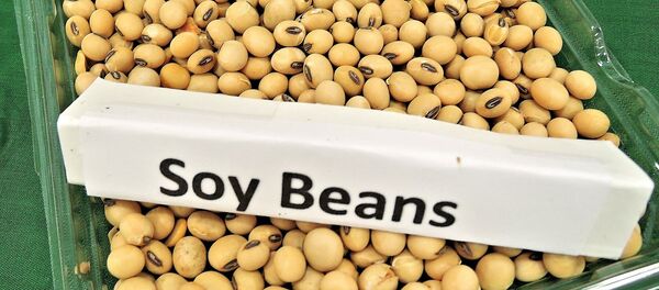 Соевые бобы, иллюстративное фото - Sputnik Казахстан