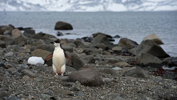 Пингвин на острове Ватерлоо в Антарктиде - Sputnik Қазақстан