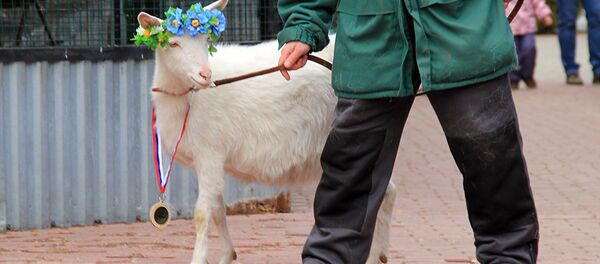Что ждет сборную России — достоверный прогноз козы-оракула из Самары - Sputnik Казахстан
