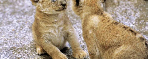 Львята в зоопарке Львята в зоопарке - Sputnik Казахстан