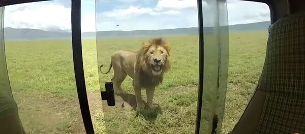 Турист решил погладить льва Турист решил погладить льва - Sputnik Казахстан