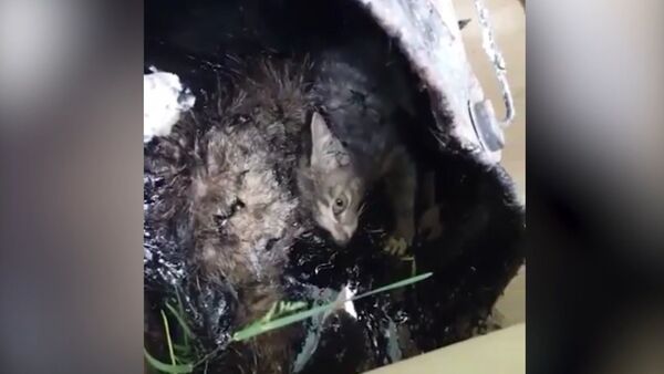 Как спасали котенка, которого живодеры заживо залили гудроном - Sputnik Казахстан