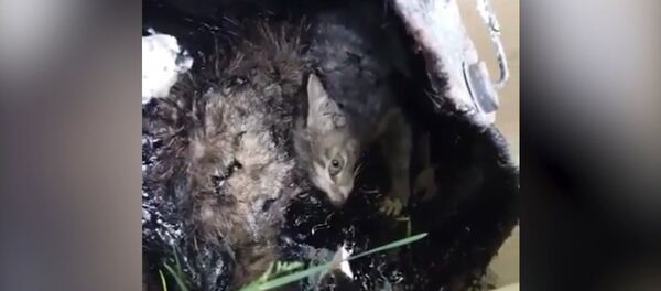 Как спасали котенка, которого живодеры заживо залили гудроном - Sputnik Казахстан