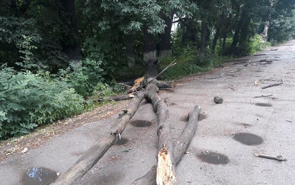 Причиной смертельной аварии стало упавшее дерево - Sputnik Казахстан