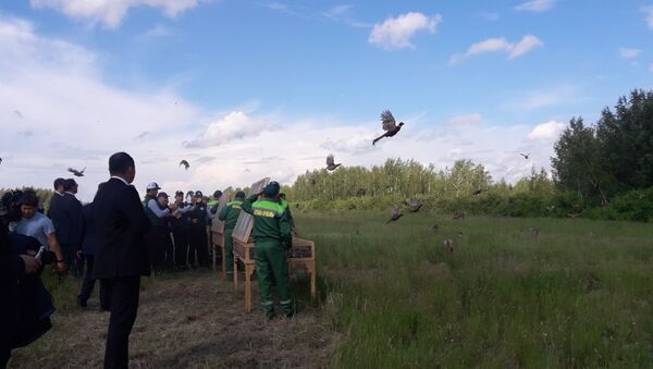 Президент Нурсултан Назарбаев выпустил фазанов во время посещения Зеленого пояса Астаны - Sputnik Казахстан