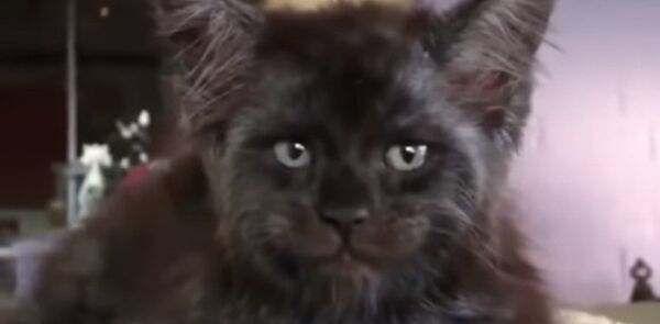 Мейн-кун: кот с человеческим лицом стал мемом - Sputnik Казахстан