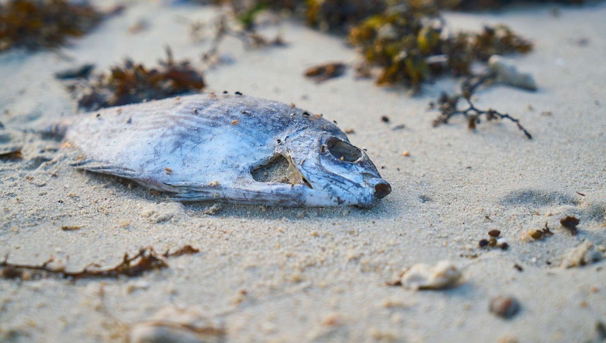 Рыба голод. Вымирание рыб. Рыба на Песчаном пляже. Мёртвые рыбы под льдом.