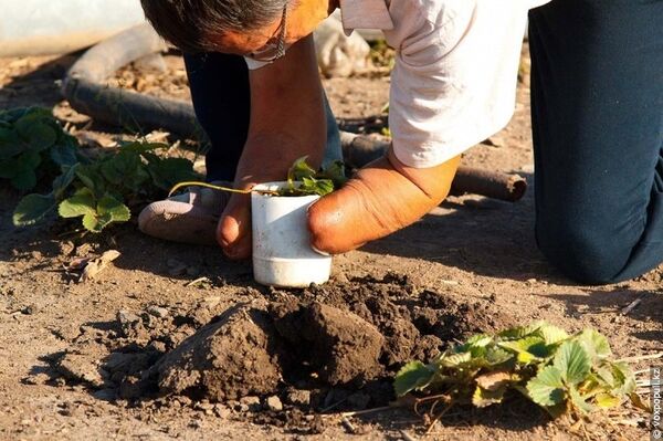 Александр Карпович - Sputnik Казахстан