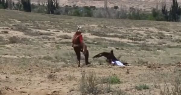 Беркут напал на девочку в Кыргызстане - видео с места инцидента - Sputnik Казахстан